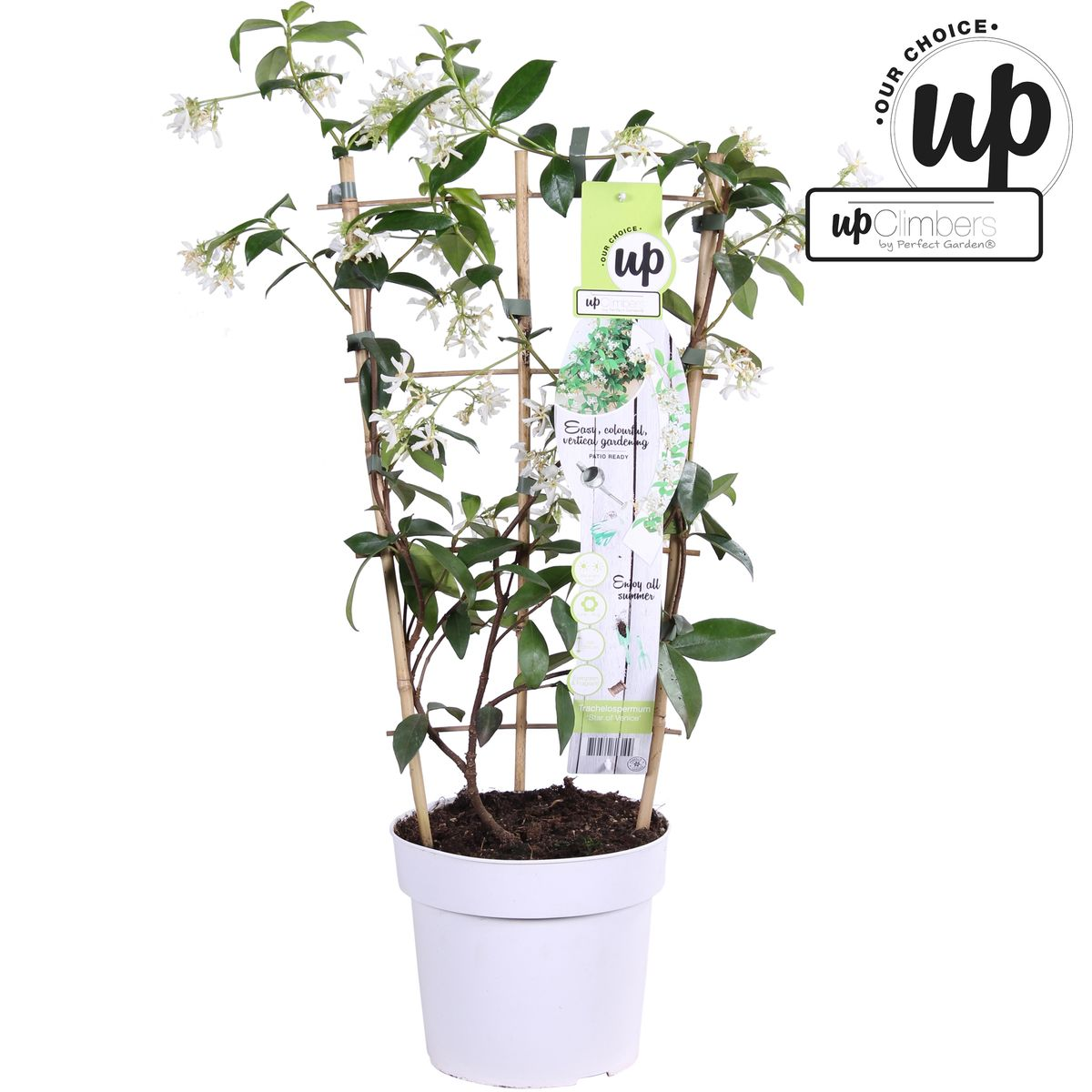 Trachelospermum 'Star of Venice' - Toskanischer Jasmin WeiÃŸ - Ø15cm - ↕65cm