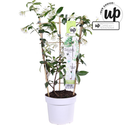 Trachelospermum 'Star of Venice' - Toskanischer Jasmin WeiÃŸ - Ø15cm - ↕65cm