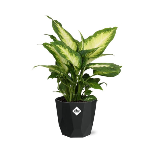 Dieffenbachia ‘Camilla’ in 14cm b.for rock living black
