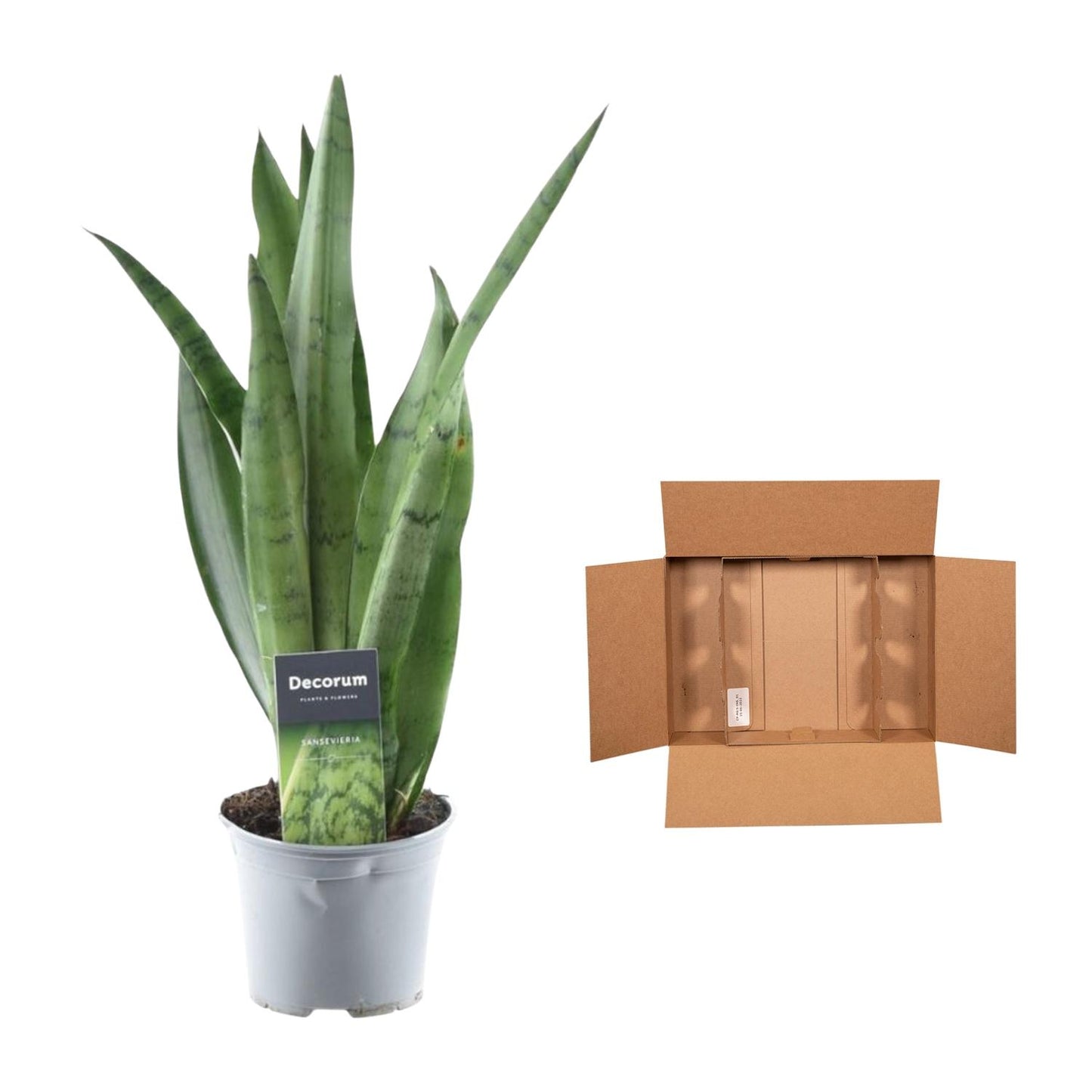 Bogenhanf 'Spearmint' – 45 cm pflegeleichte Zimmerpflanze