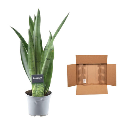 Bogenhanf 'Spearmint' – 45 cm pflegeleichte Zimmerpflanze