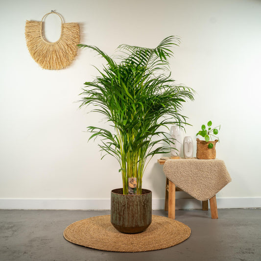 Goldfruchtpalme Areca Palme – 130 cm, luftreinigend
