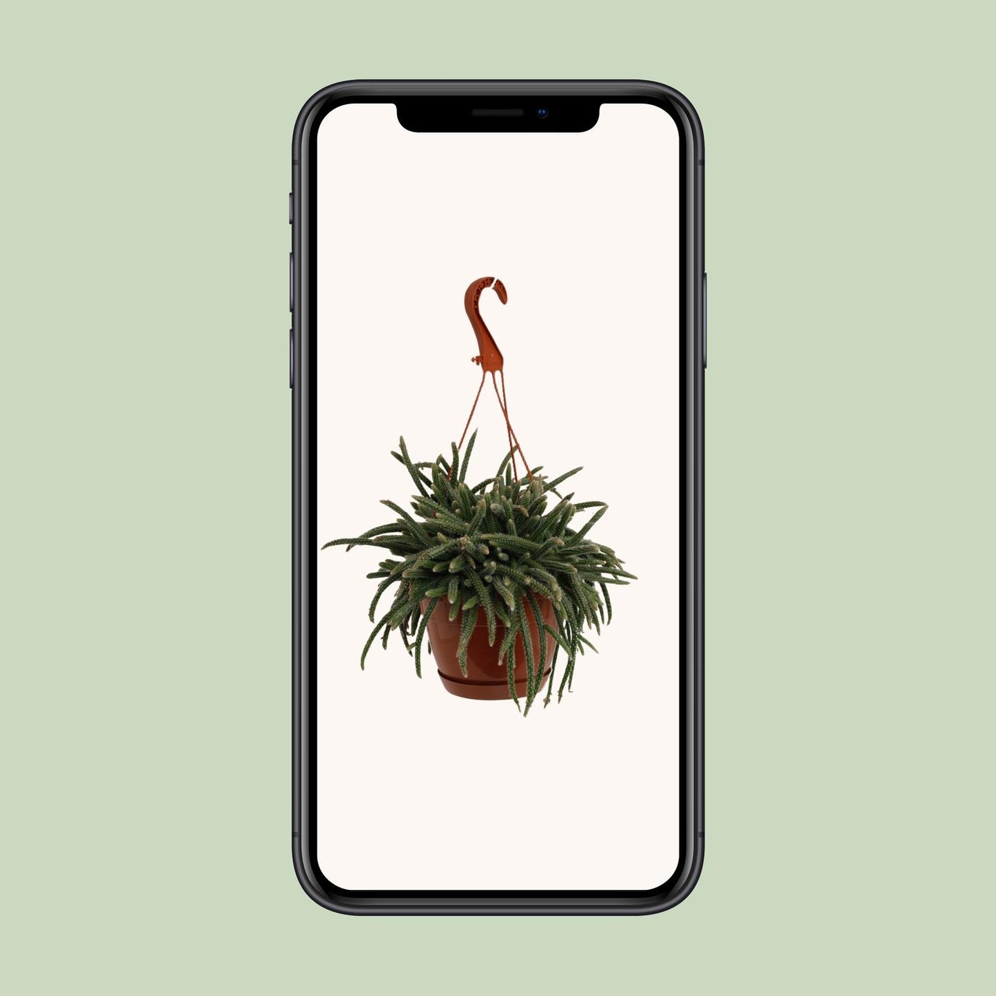 Rhipsalis Baccifera Horrida - Ø17cm - ↕45cm