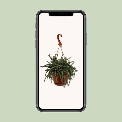 Rhipsalis Baccifera Horrida - Ø17cm - ↕45cm
