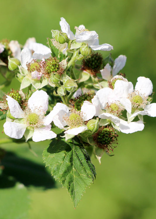 3x - Rubus id. Twotimer 'Sugana Red' - ↨45cm - Ø13