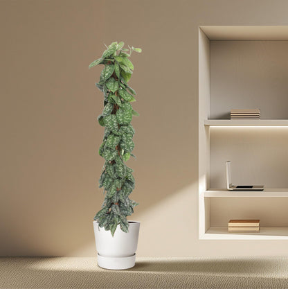 Efeutute 'Trebie' am Moosstab – 160 cm Zimmerpflanze