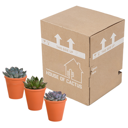 Echeveria-Mischung 8,5 cm - 3x - in terracotta pot