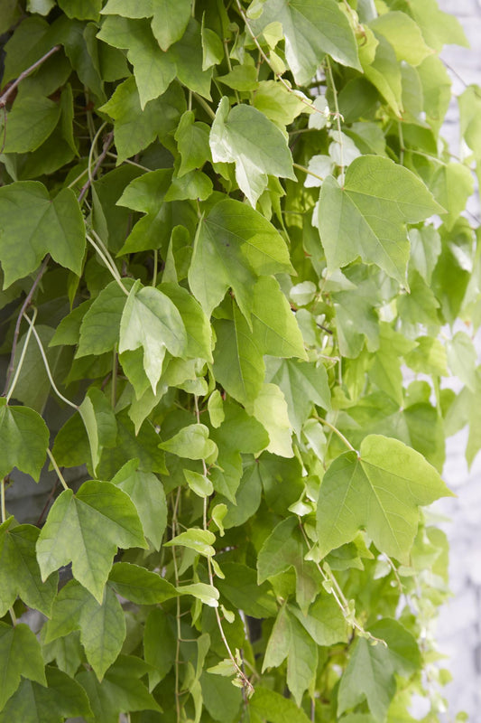 Parthenocissus tricuspidata 'Fenway Park' - GelbgrÃ¼ner WildflÃ¼gel - Ø15cm - ↕65cm