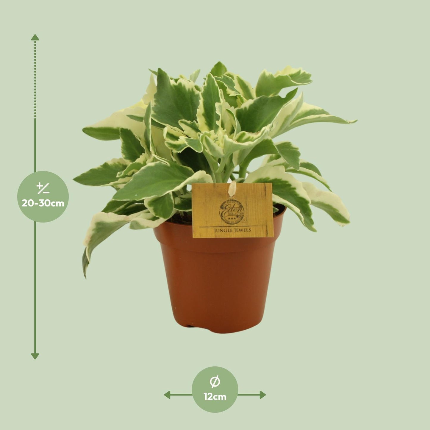 Kalanchoe Laciniata - Ø12cm - ↕30cm