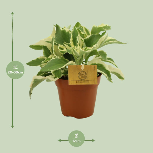 Kalanchoe Laciniata - Ø12cm - ↕30cm