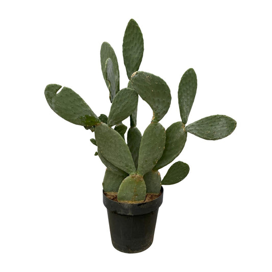 Feigenkaktus 120 cm – Mediterrane, pflegeleichte Sukkulente