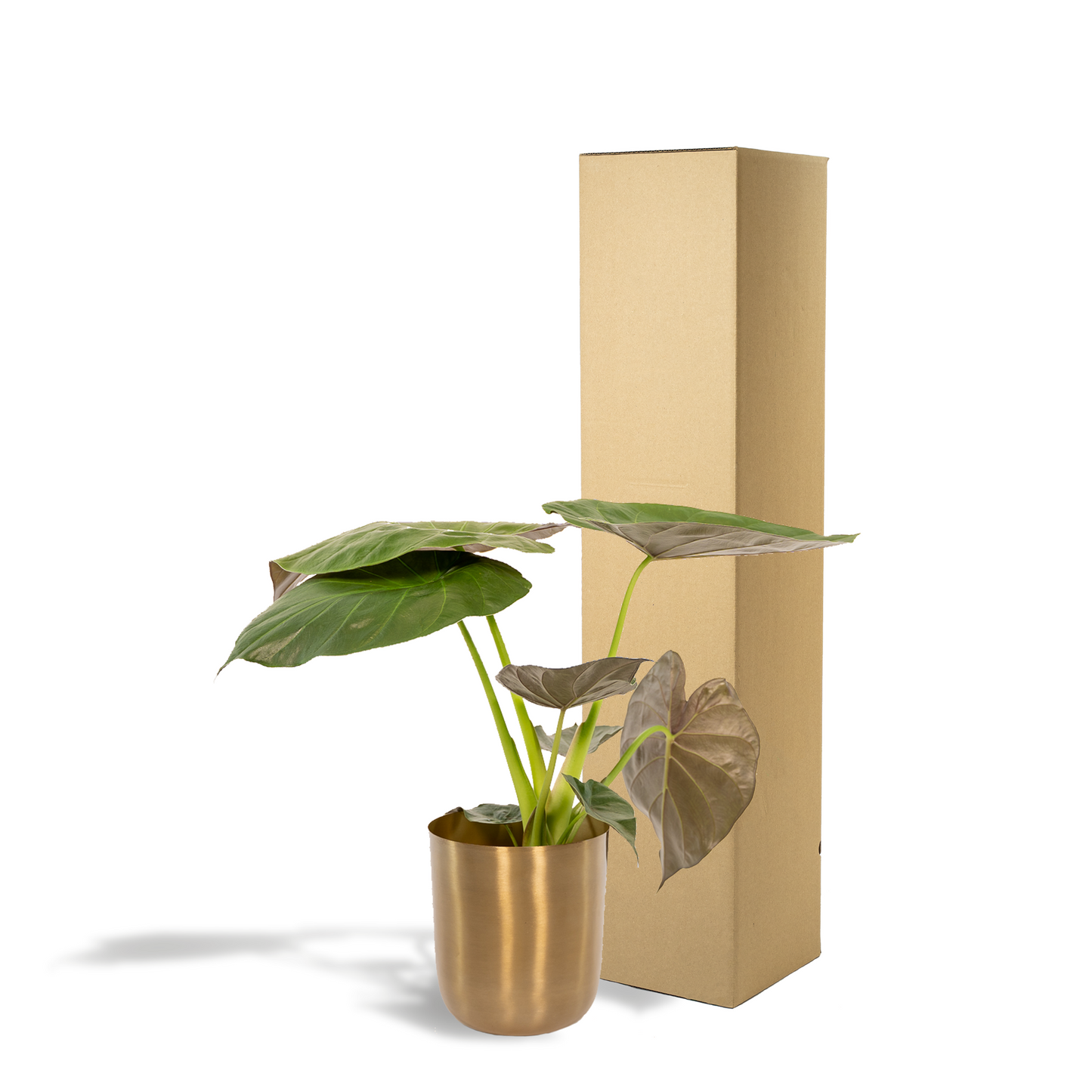 Alocasia Wentii - Ø19cm - ↕65cm + Topf Mayk Gold
