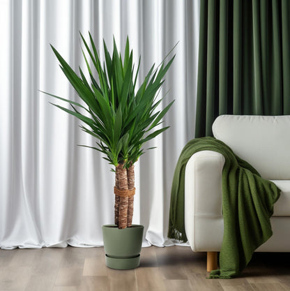Yucca "Tres Cañas" 50stam P24 - Ø24cm - ↕120cm