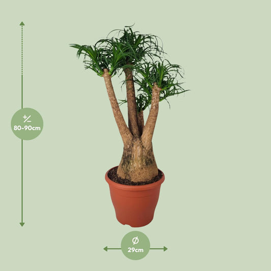 Beaucarnea Nolina - Ø29cm - ↕90cm
