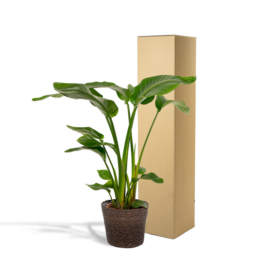 Strelitzia Nicolai - Ø19cm - ↕90cm + Korb Igmar