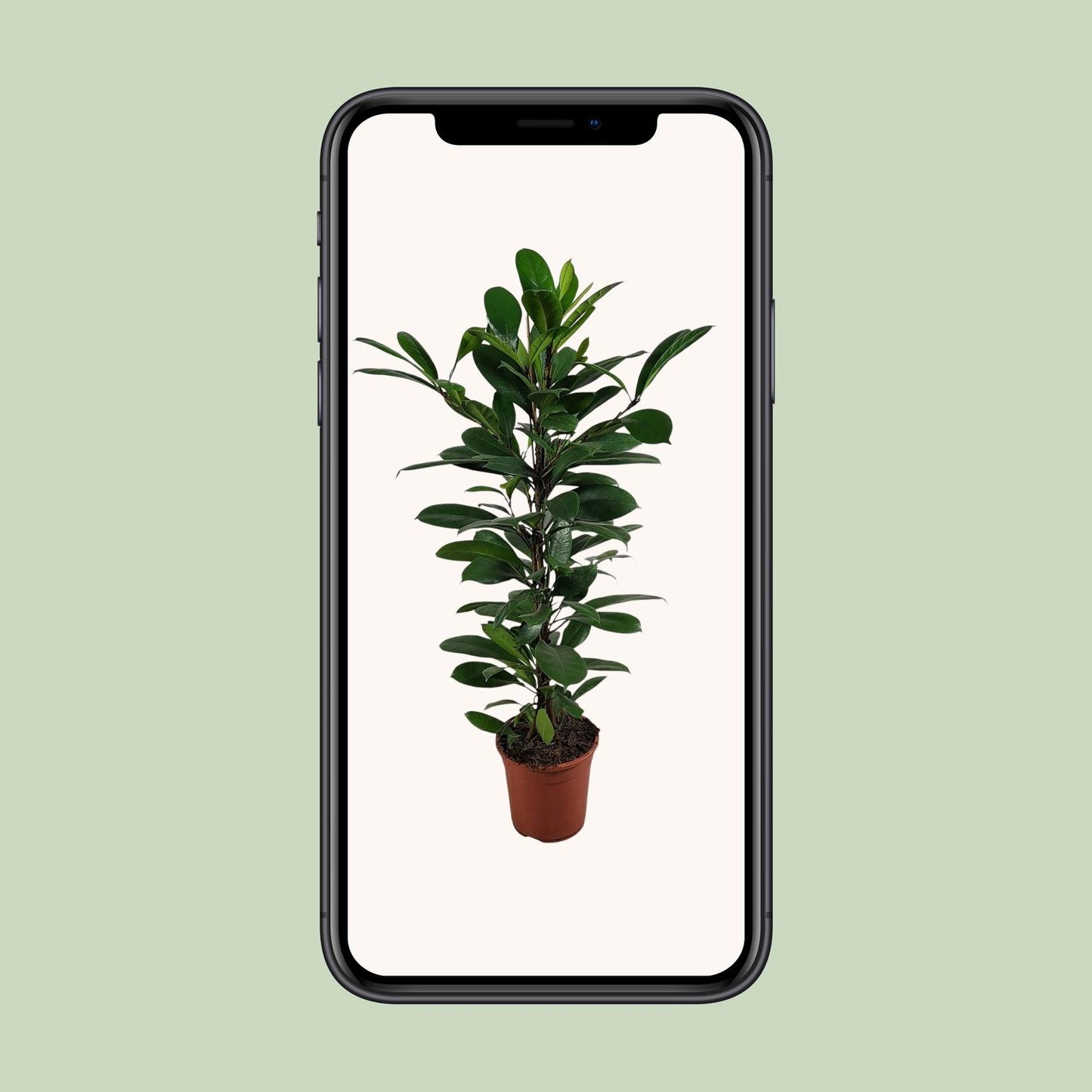 Ficus Cyathistipula - Ø21cm - ↕100cm