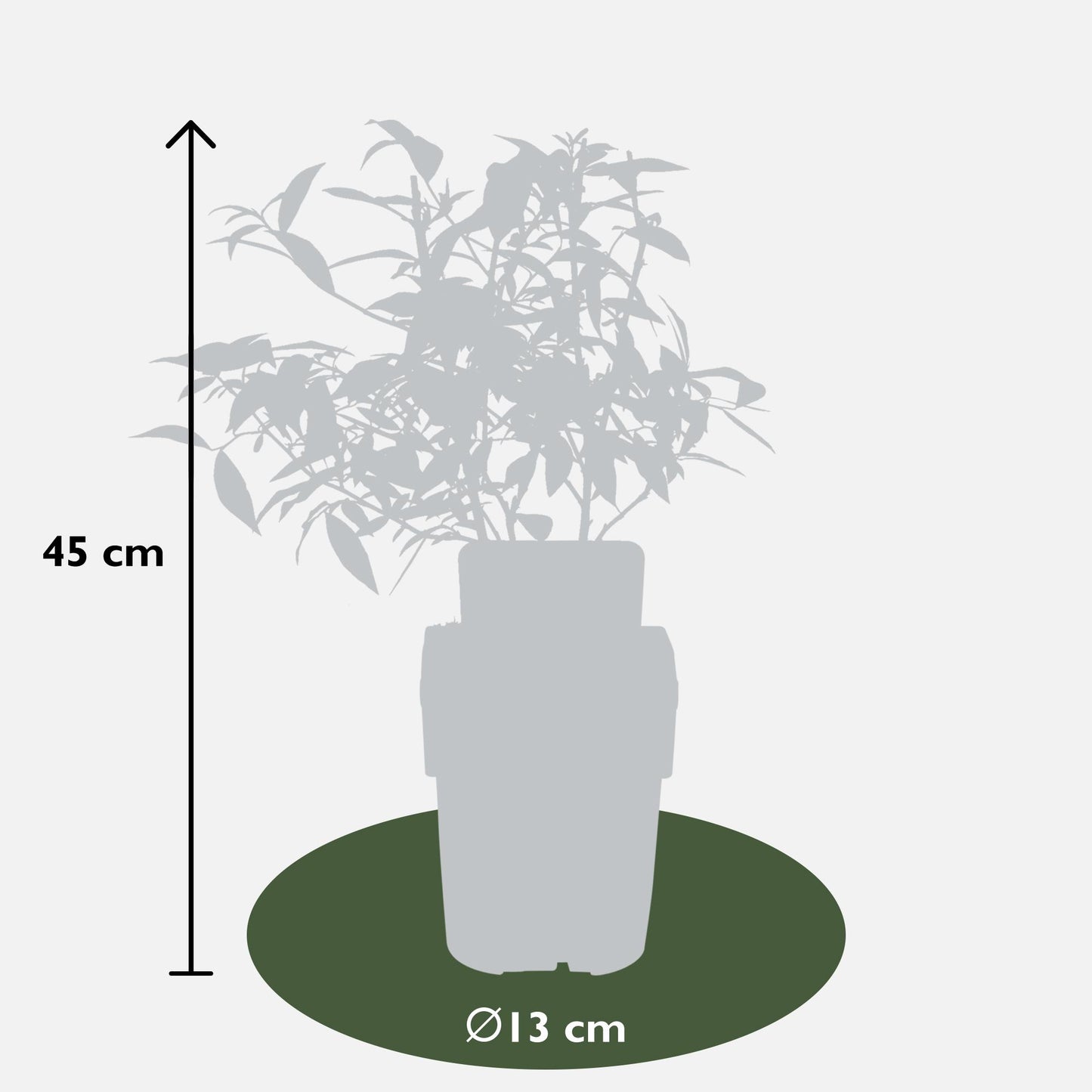 3x - Vitis Pixie mix - ↨30cm - Ø14