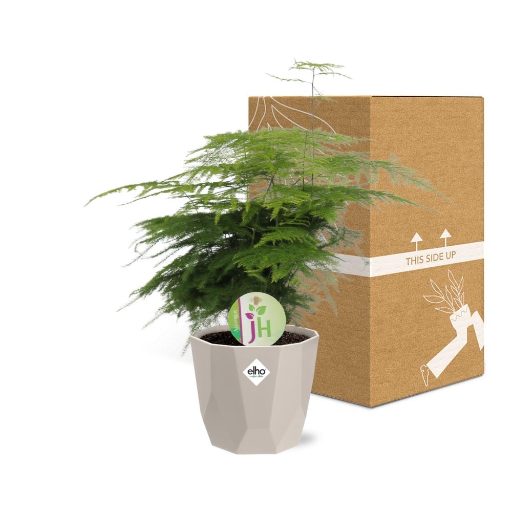 Asparagus ‘Plumosus’ in ELHO b.for rock 14 cm warm grey
