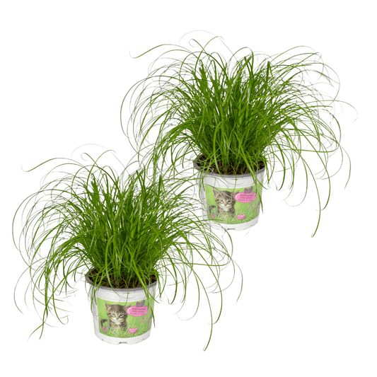 Cyperus Alternifolius (Katzengras) - 2 Stücke - Ø12cm - ↕20cm
