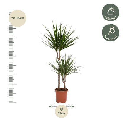 Drachenbaum Marginata 100 cm – Stilvolle Zimmerpflanze