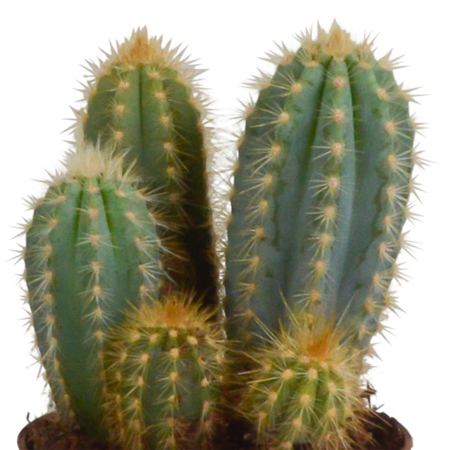 Cereus-Mischung 10,5 cm - 3x - in Mexicaanse pot