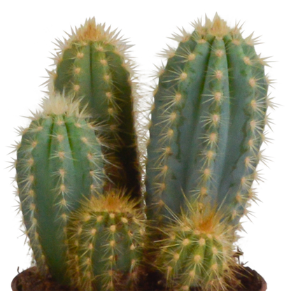 Cereus-Mischung 10,5 cm - 3x - in Mexicaanse pot