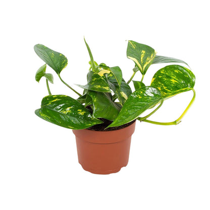 Epipremnum Hawaiian 12cm - Ø12cm - ↕15cm