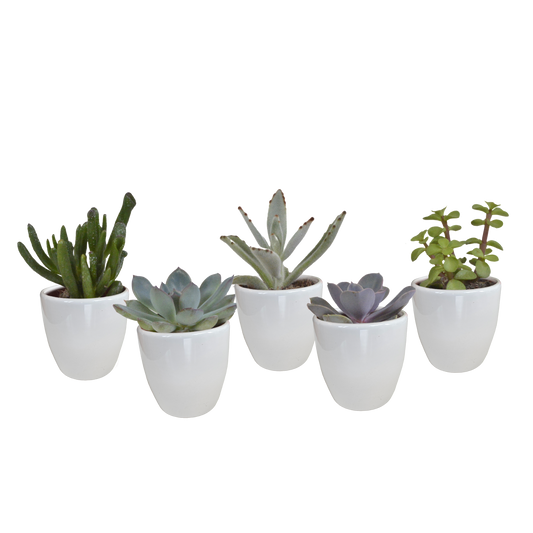 Vetplanten-Mischung 5,5 cm - 5x - in witte pot