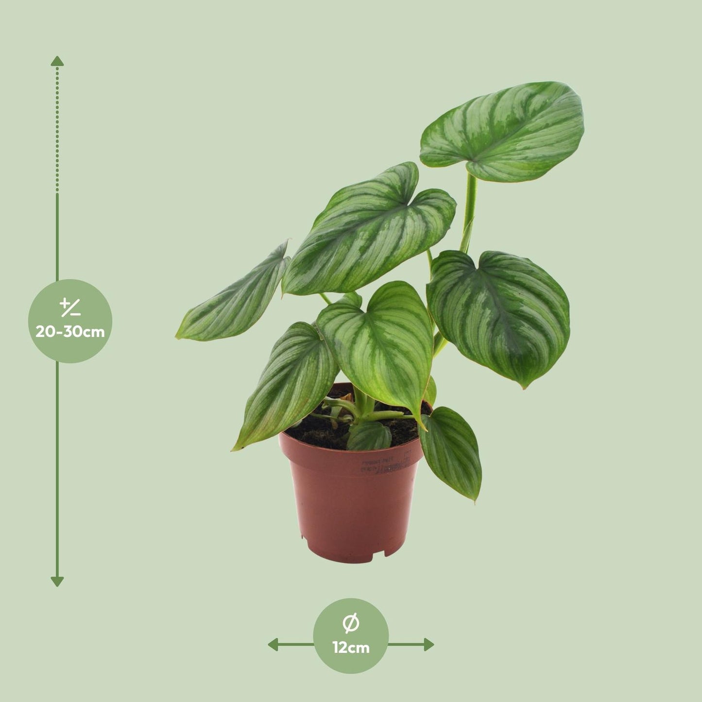 Philodendron Mamei - Ø12cm - ↕25cm