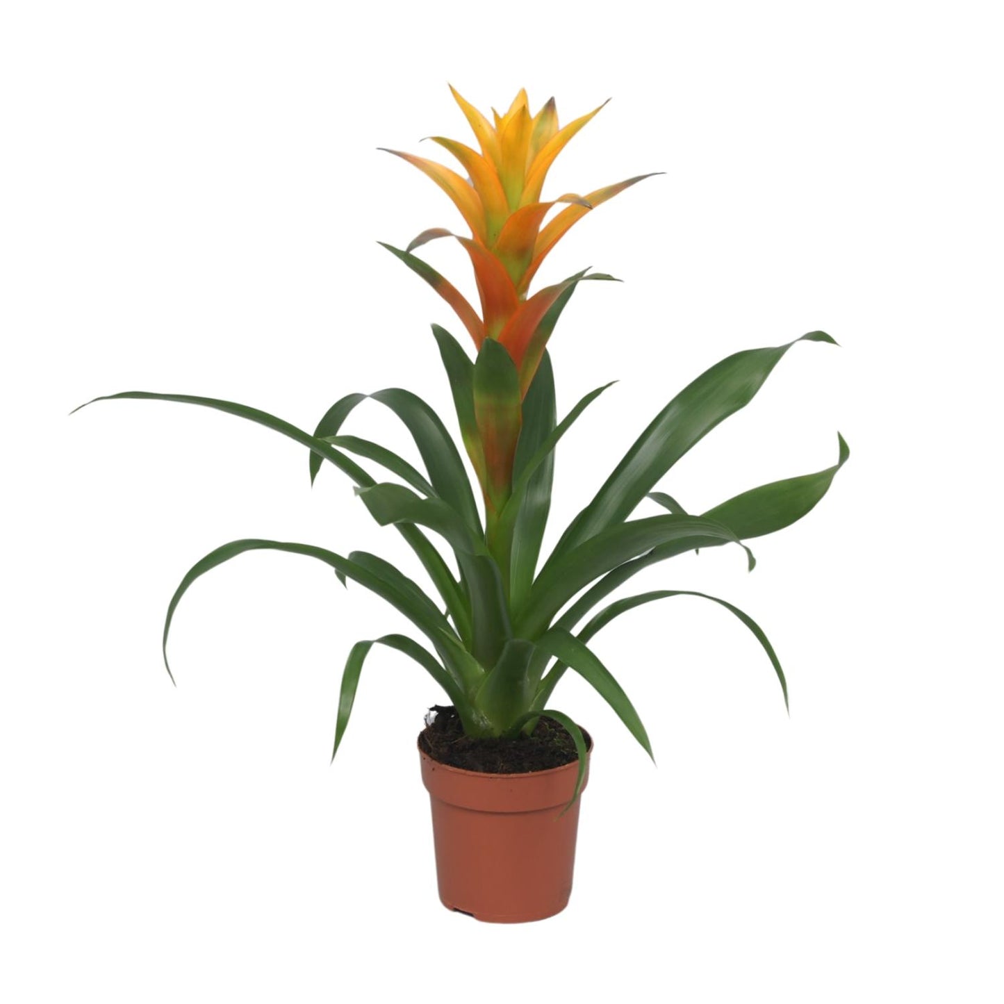 Guzmania Solara - Ø12cm - ↕50cm