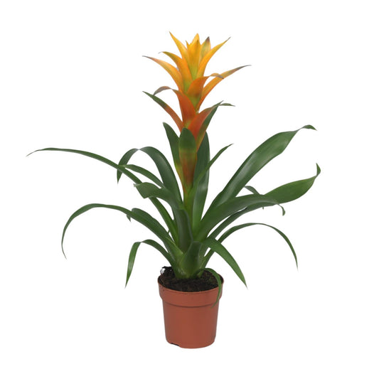 Guzmania Solara - Ø12cm - ↕50cm