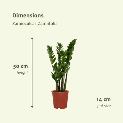 2x Zamioculcas Zamiifolia - Smaragdpalme - 50cm - ø14