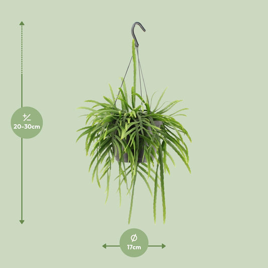 Lepismium Bolivianum - Ø17cm - ↕25cm