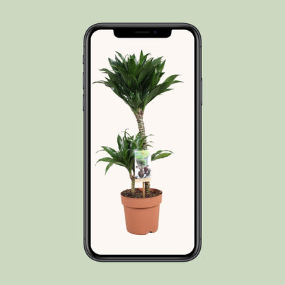 Dracaena Compacta 30-15 - Ø17cm - ↕60cm