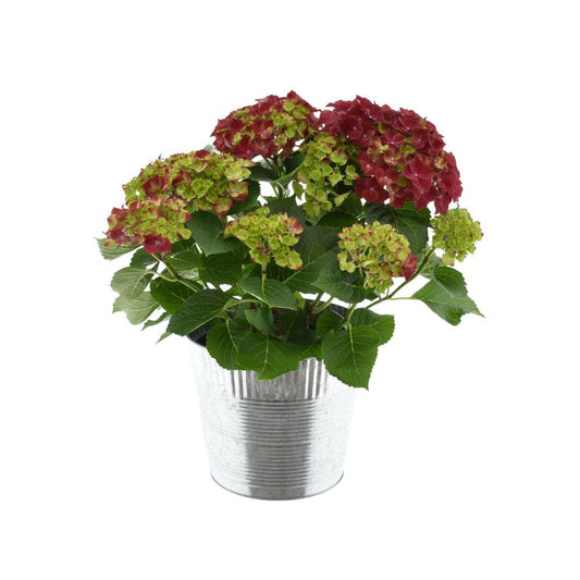 Hydrangea Bol Red 7-12 Kop In Zink (Decorum) - Ø23cm - ↕50cm