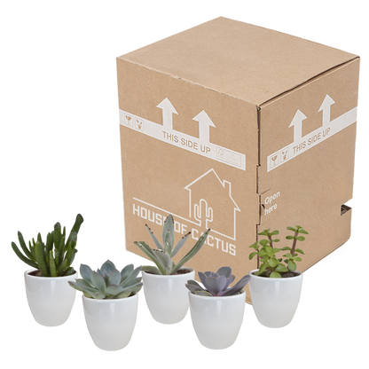 Vetplanten-Mischung 5,5 cm - 5x - in witte pot