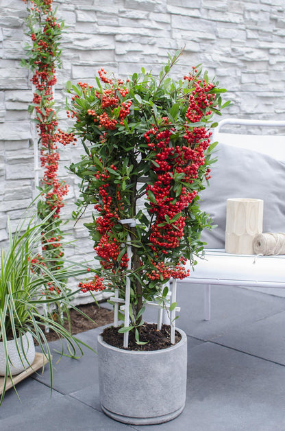 Pyracantha coccinea Red Star - Ø23cm - ↕75cm - Ø23 - ↨75cm