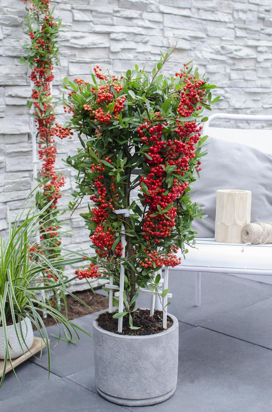 Pyracantha coccinea Red Star - Ø23cm - ↕75cm - Ø23 - ↨75cm