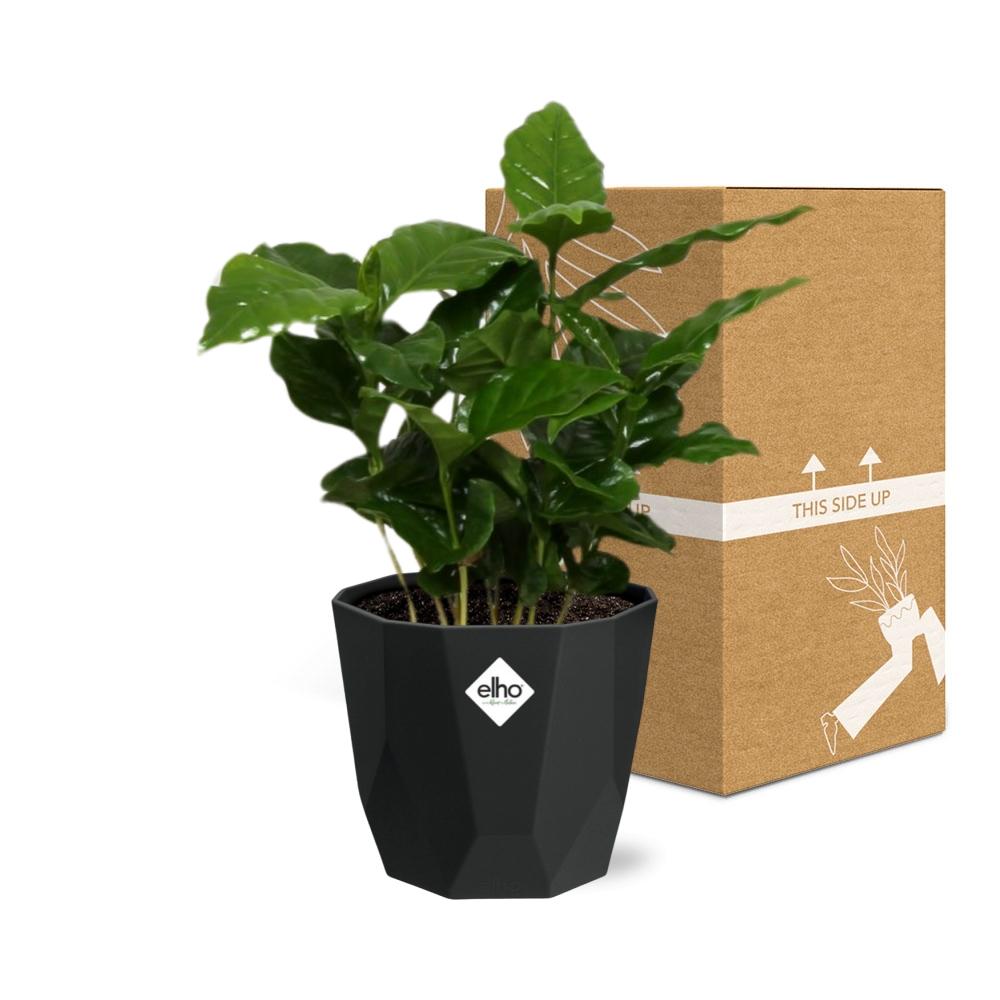 Coffea Arabica in 14cm b.for rock living black