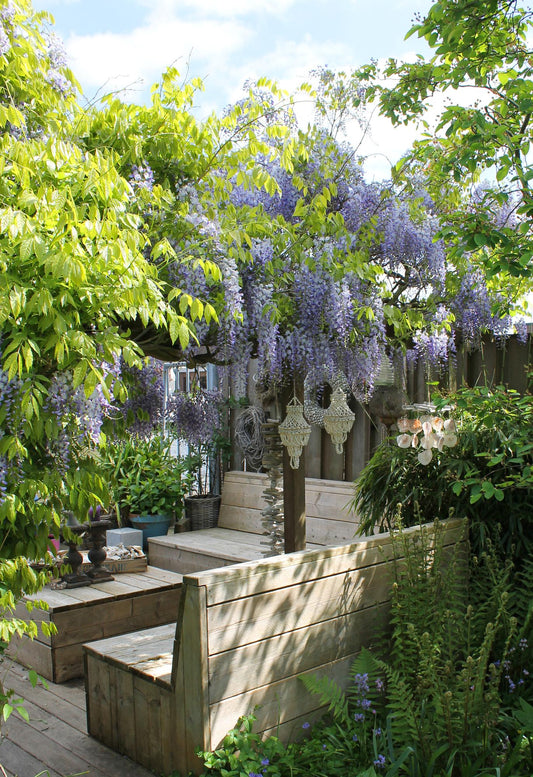 2x - Wisteria sinensis 'Caroline' - ↨65cm - Ø15