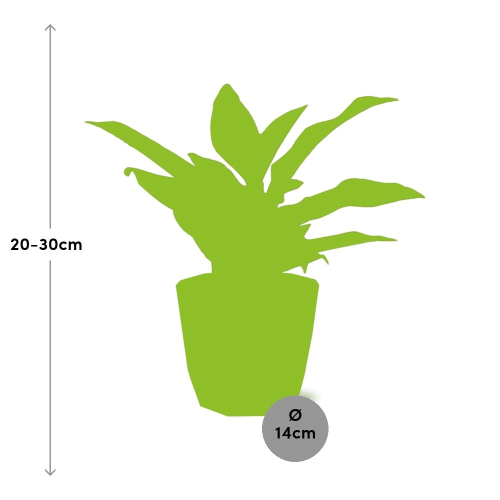 Aglaonema Crete in ELHO b.for rock 14 cm warm grey