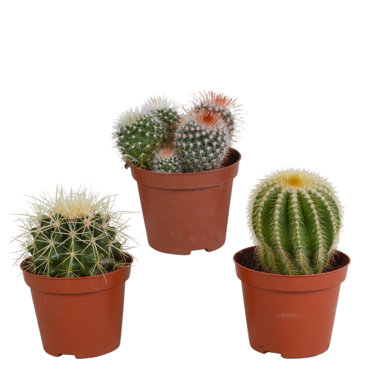 Kugelkakteen-Mischung 8,5 cm – Exotisch & Pflegeleicht