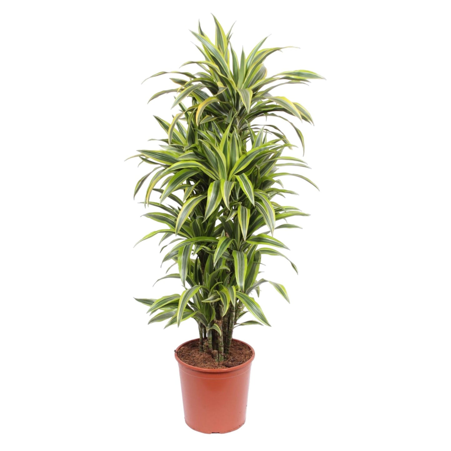 Drachenbaum Lemon Lime – 150 cm pflegeleichte Zimmerpflanze