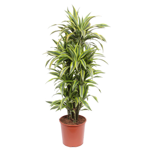 Drachenbaum Lemon Lime – 150 cm pflegeleichte Zimmerpflanze
