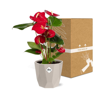 Anthurium Red 12cm in ELHO b.for rock 14 cm warm grey