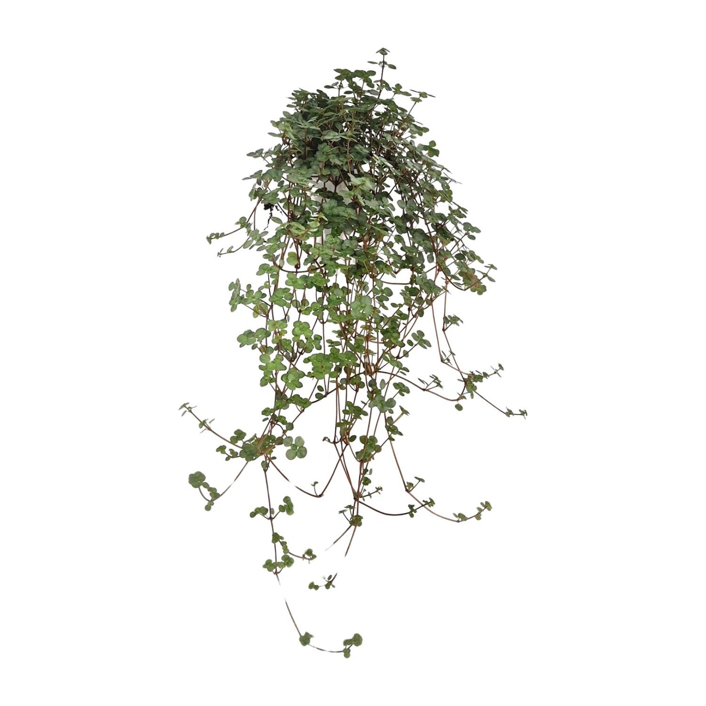 Pilea Glaucophylla - Ø11cm - ↕20cm