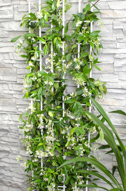 2x - Trachelospermum 'Star of Venice' - ↨65cm - Ø15