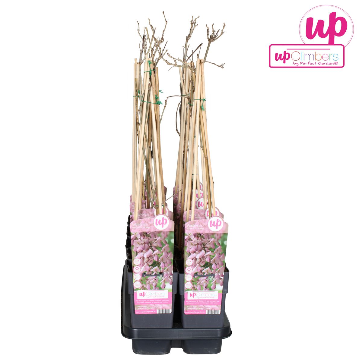 Wisteria floribunda 'Rosea' - Rosa Regen - Ø15cm - ↕65cm