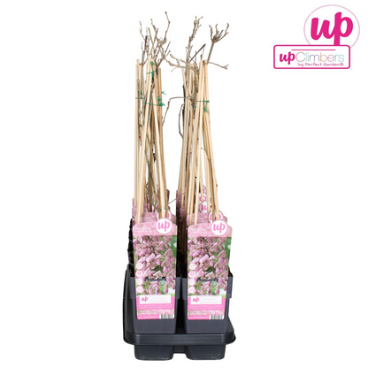 Wisteria floribunda 'Rosea' - Rosa Regen - Ø15cm - ↕65cm