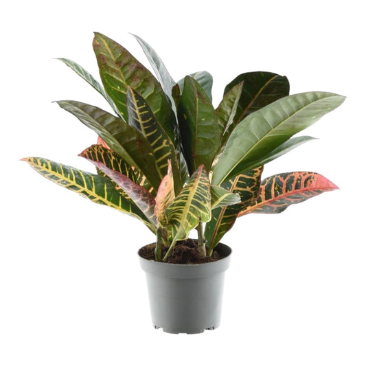 Kroton 'Petra' – 30 cm farbenfrohe Zimmerpflanze